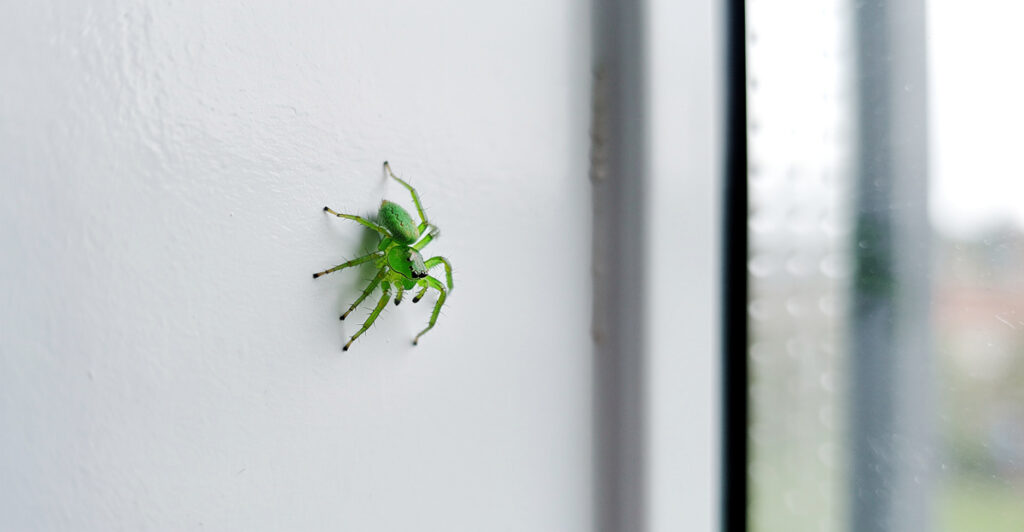araignee verte maison