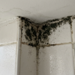moisissures mur salle de bain
