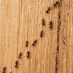 Pourquoi tu as des fourmis dans ton mur et comment t'en débarrasser ?