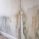 Quand faut-il vraiment remplacer ton placo humide et comment tu dois t'y prendre ?